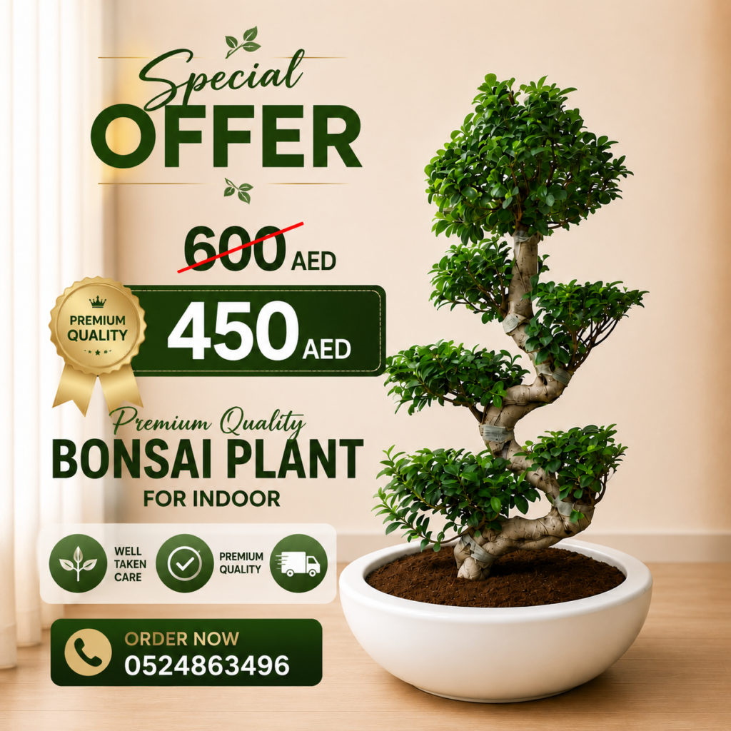 Premium quality indoor bonsai plant offer AED 450 with free delivery in UAE