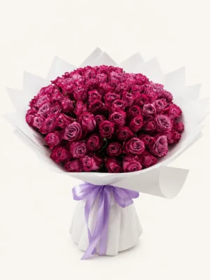 100 hot pink roses bouquet with white wrapping and lavender ribbon