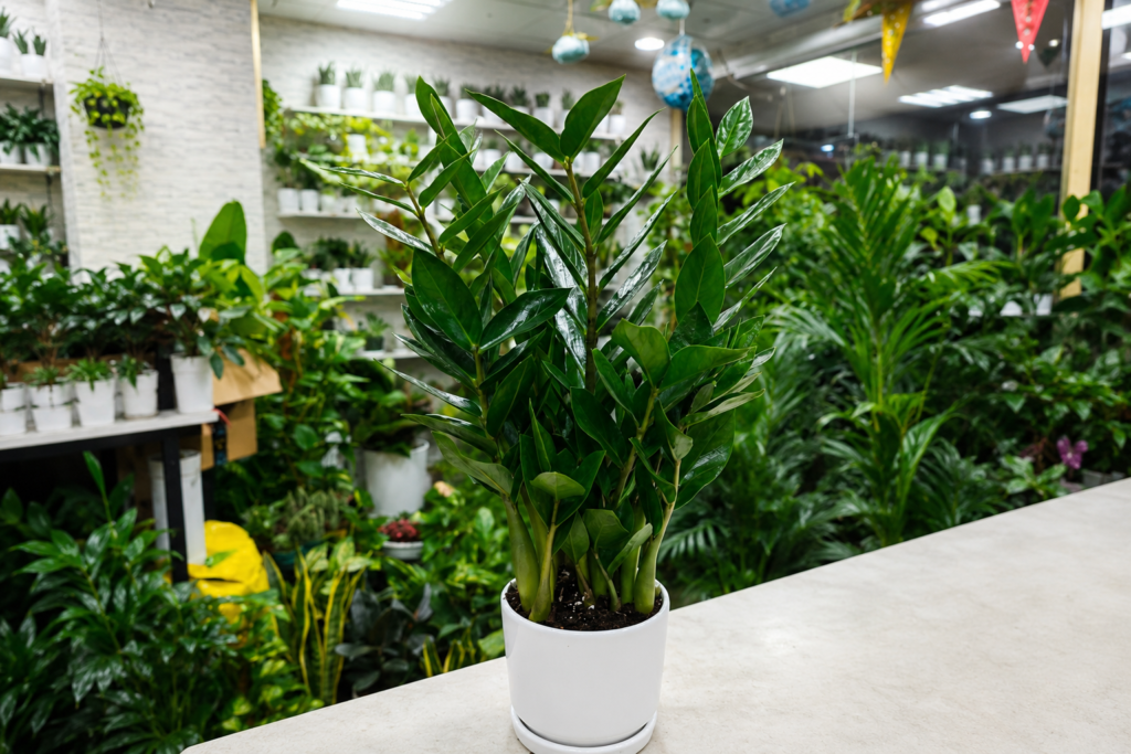Buy premium ZZ Plants in Dubai from The Green Plant Flowers Tr LLC. Healthy indoor plants, same-day delivery, expert care, and the best prices across Dubai.