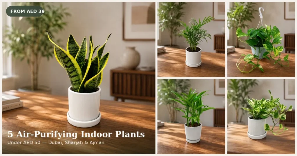 5 air purifying indoor potted plants under AED 50 - snake plant, parlour palm, money plant, dracaena reflexa and n'joy pothos