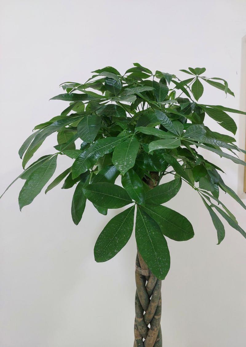 Money Tree - Image 2