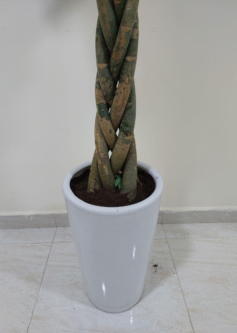 Money Tree - Image 3