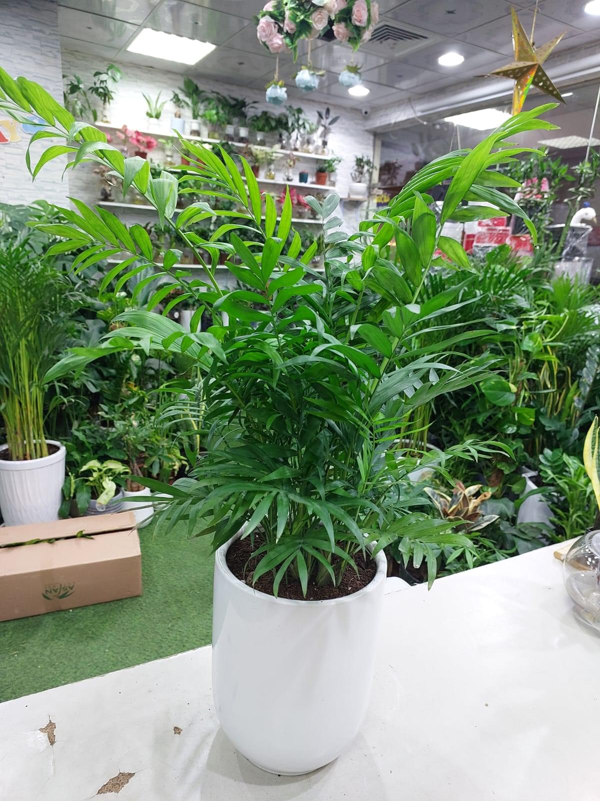 Indoor Palm Plant - Chamaedorea elegans: Lush Greenery for Home or Office Décor - Image 2