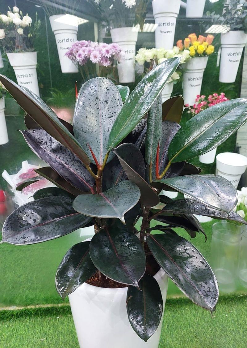 Premium Rubber Plant - Stylish Indoor Greenery | Fast Shipping - Image 2
