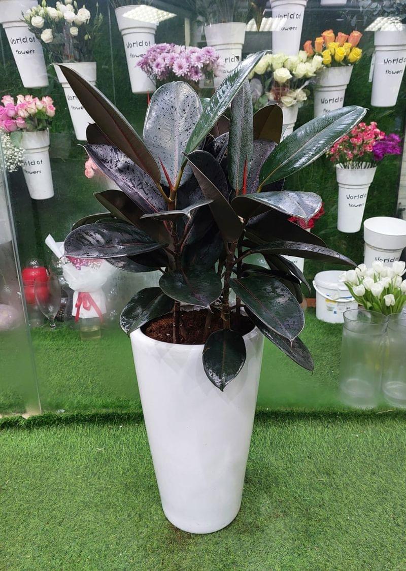 Vibrant Rubber Plant (Ficus elastica): Elevate Your Space with Lush Foliage.