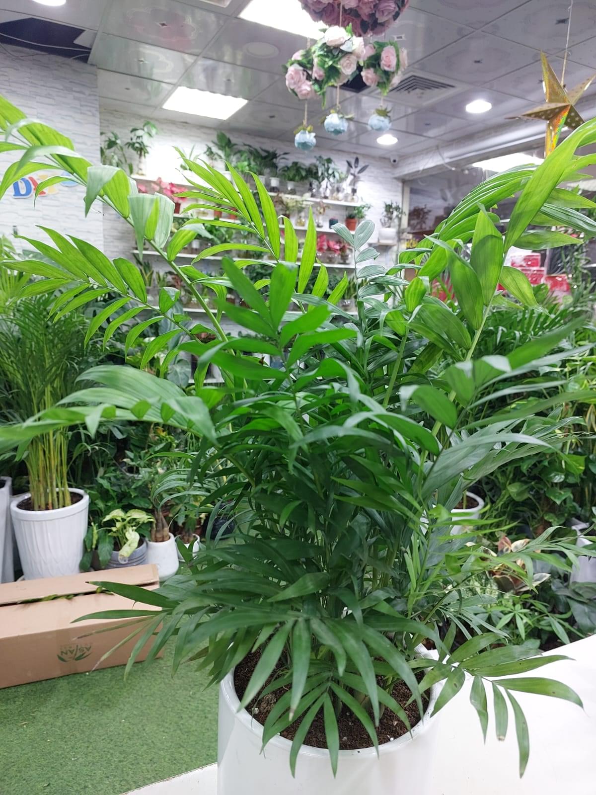 Indoor Palm Plant - Chamaedorea elegans: Lush Greenery for Home or Office Décor - Image 3