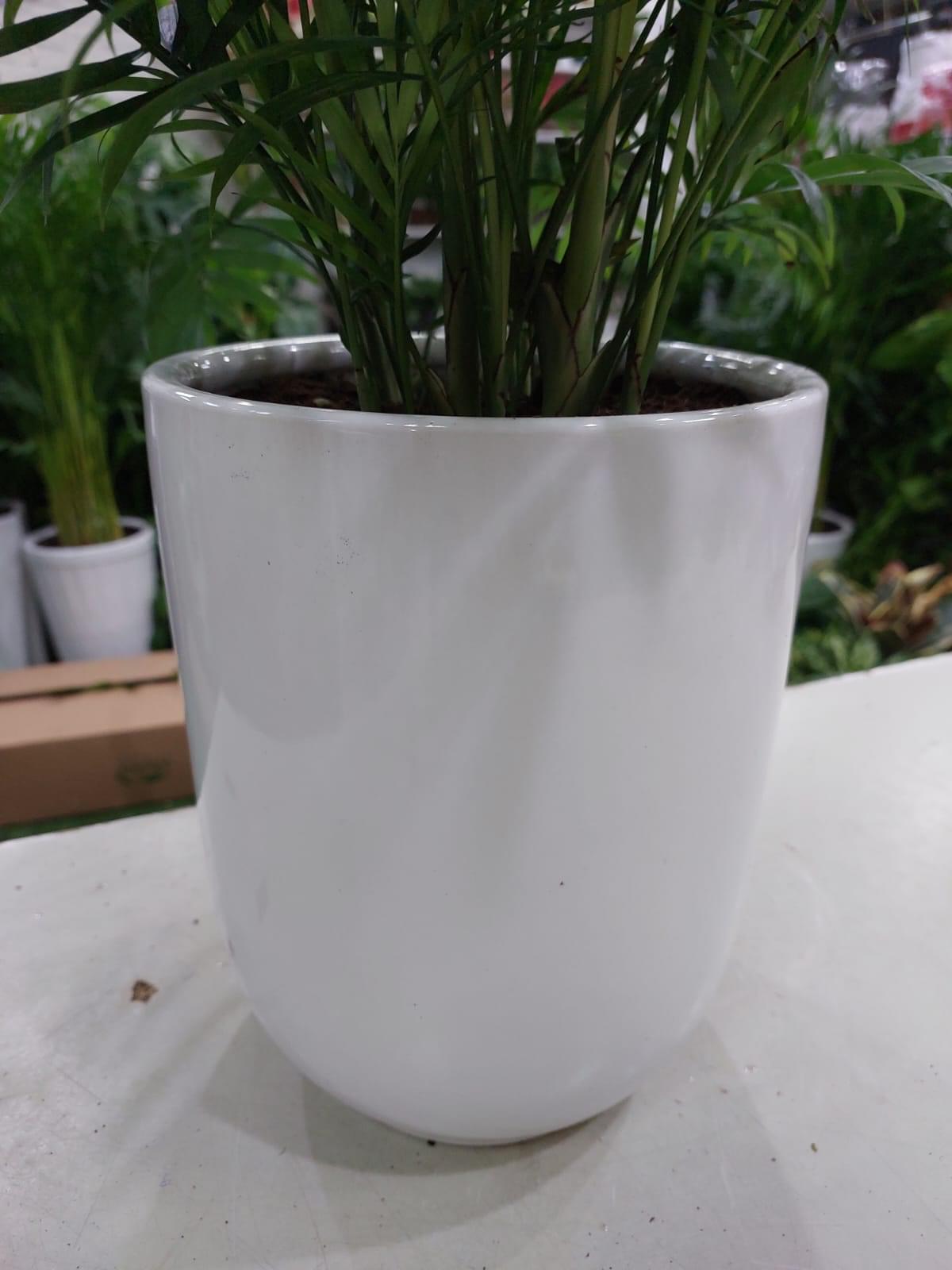 Indoor Palm Plant - Chamaedorea elegans: Lush Greenery for Home or Office Décor - Image 4