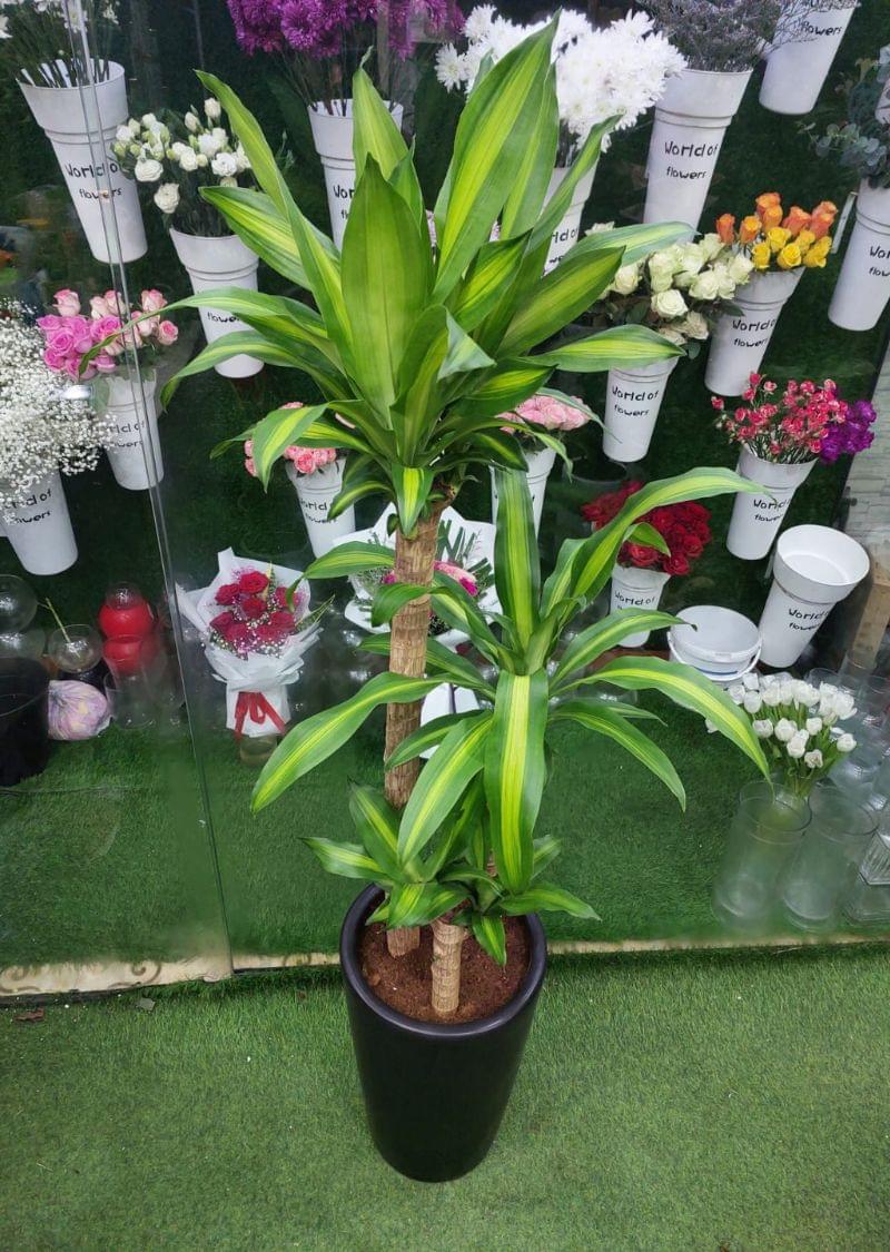 Dracaena Massangeana Plant - Tropical Houseplant - Image 2