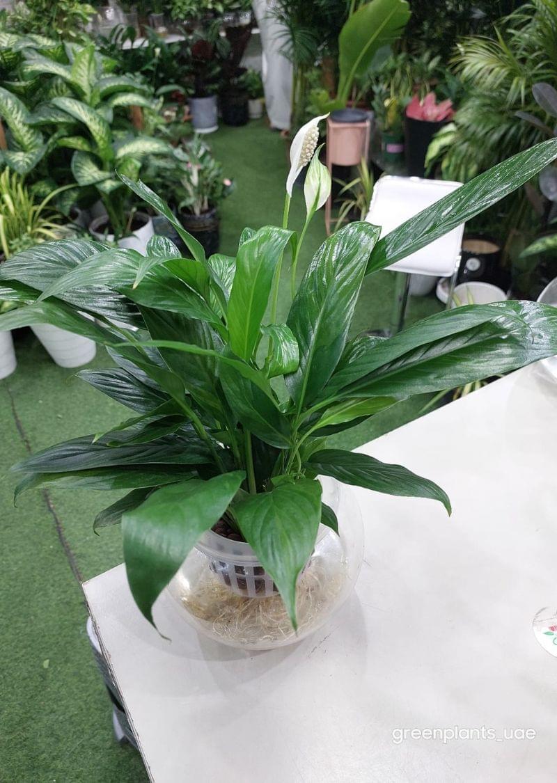 Hydroponic Peace Lily - Indoor Water Cultivated Plant - Image 3