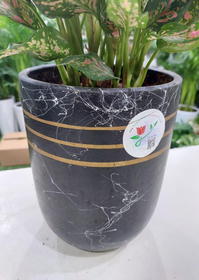 Pink Aglaonema Plant: Stunning Beauty for Sale in Dubai | Shop Now - Image 3