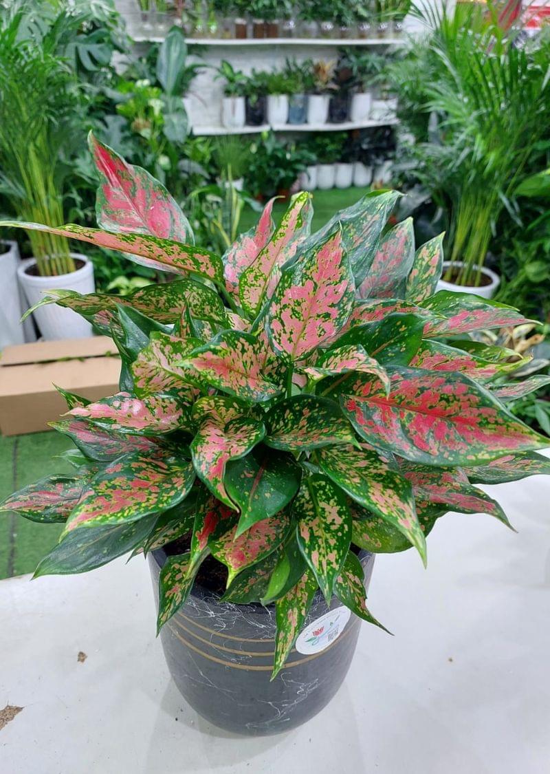Pink Aglaonema Plant: Stunning Beauty for Sale in Dubai | Shop Now - Image 2
