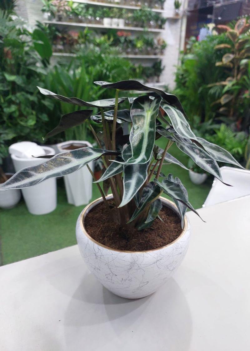 Alocasia Poly Plant with large, heart-shaped leaves and striking green veins, perfect for indoor spaces. Buy now for homes and offices in Dubai.