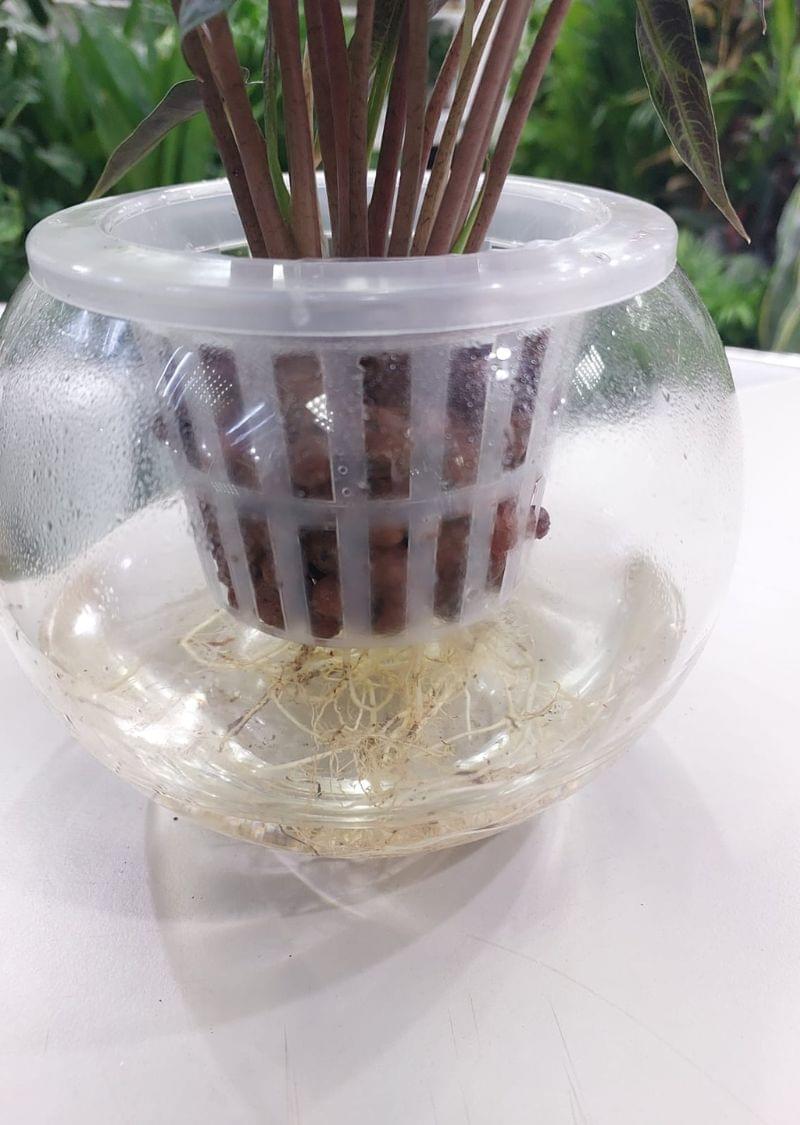 Premium Hydroponic Alocasia Poly - Lush Greenery for Indoor Gardens - Image 4