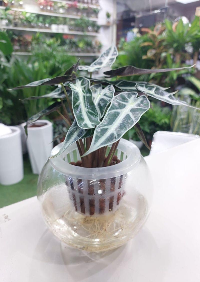 Vibrant Hydroponic Alocasia Polly Plant: Bring Nature Indoors with Ease.