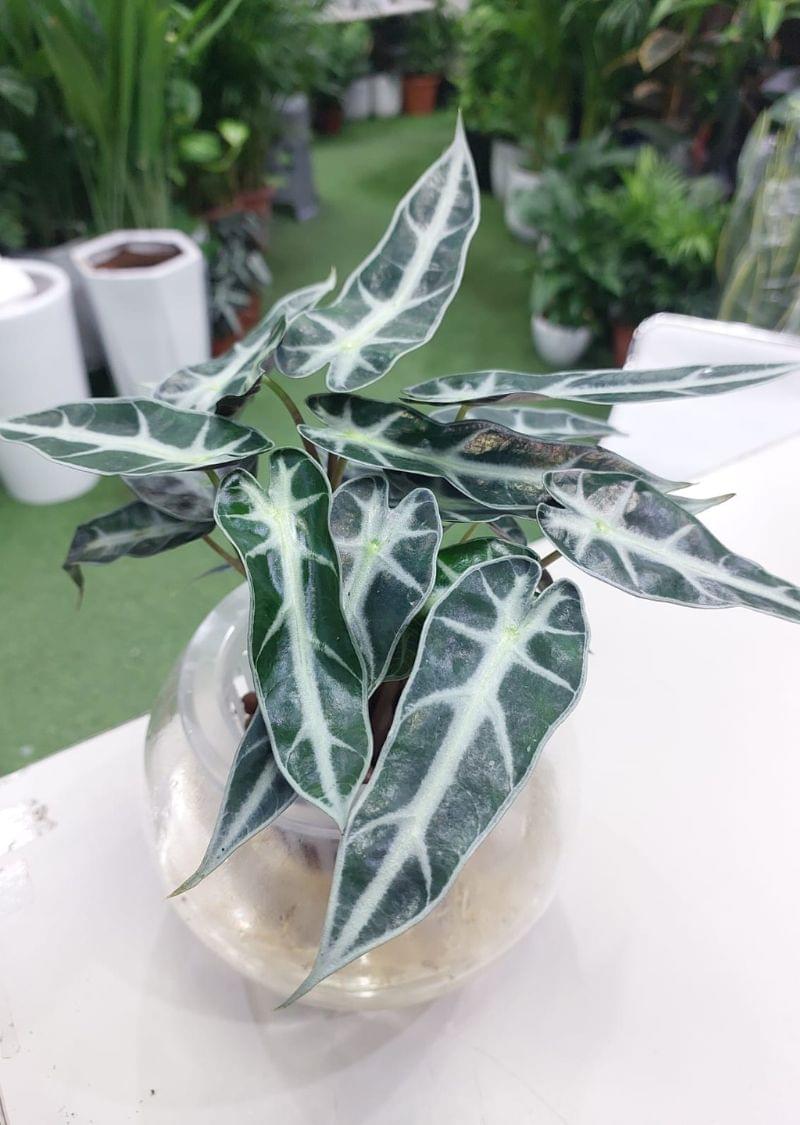 Premium Hydroponic Alocasia Poly - Lush Greenery for Indoor Gardens - Image 2