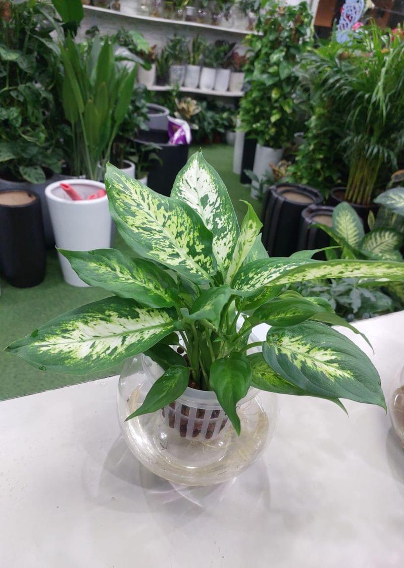 HydroEase Dieffenbachia: Self-Watering Plant for Effortless Elegance in Dubai - Image 3