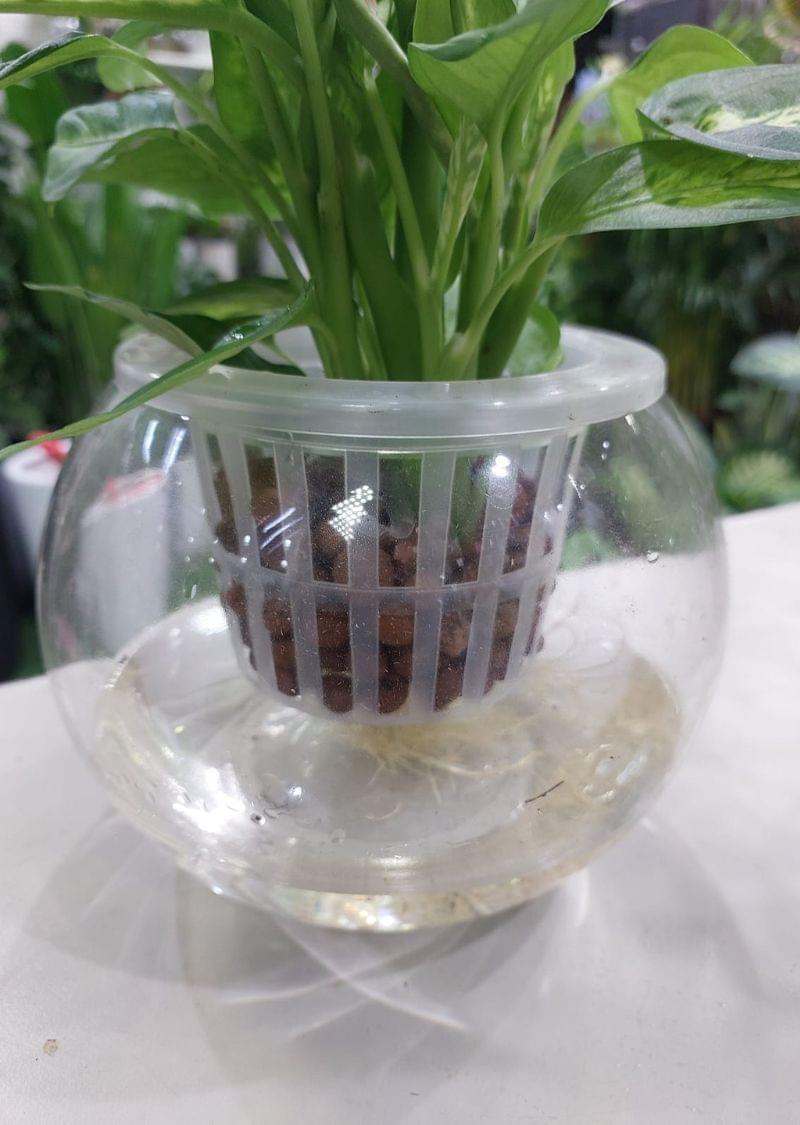 HydroEase Dieffenbachia: Self-Watering Plant for Effortless Elegance in Dubai - Image 2