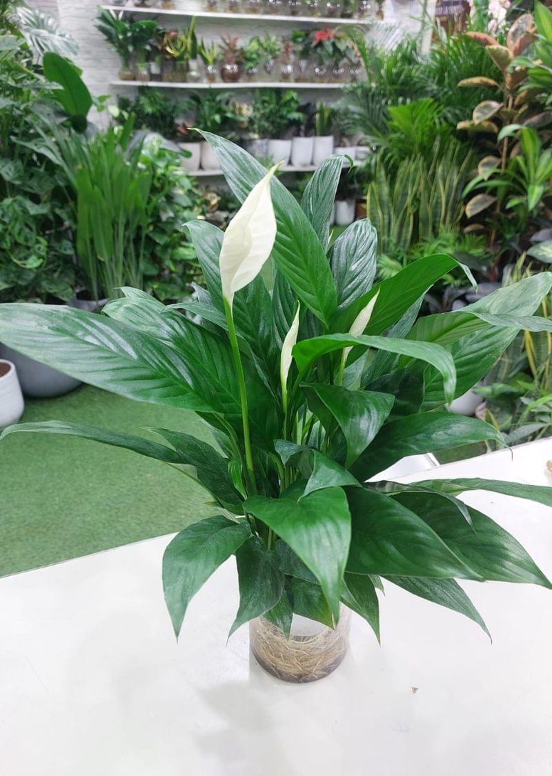 HydroLily: Premium Hydroponic Peace Lily Plant - Thrive Without Soil! Perfect for Home or Office Décor. Shop Now for Vibrant Greenery and Cleaner Air - Image 3