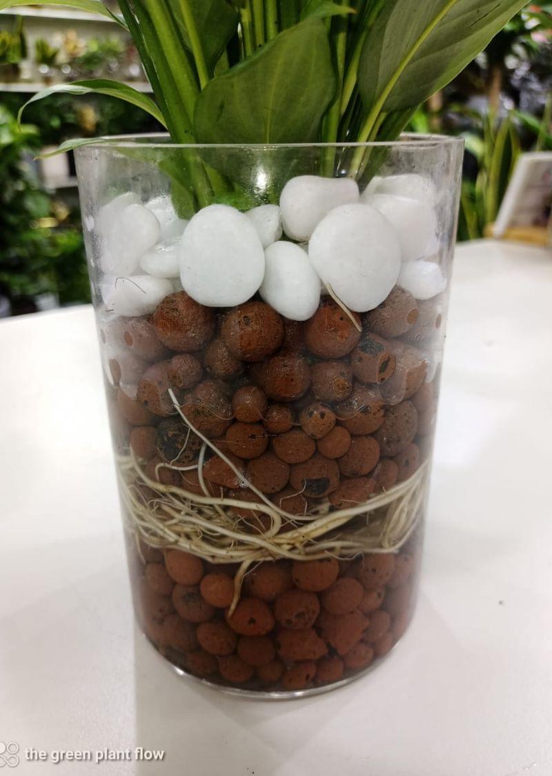 Hydroponic Peace Lily Plant - Easy Care Indoor Plant | The Green Plant Flowers Tr LLC - Image 3