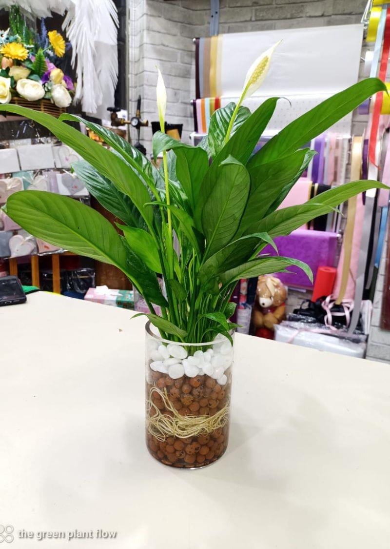 Hydroponic Peace Lily Plant - Easy Care Indoor Plant | The Green Plant Flowers Tr LLC - Image 2