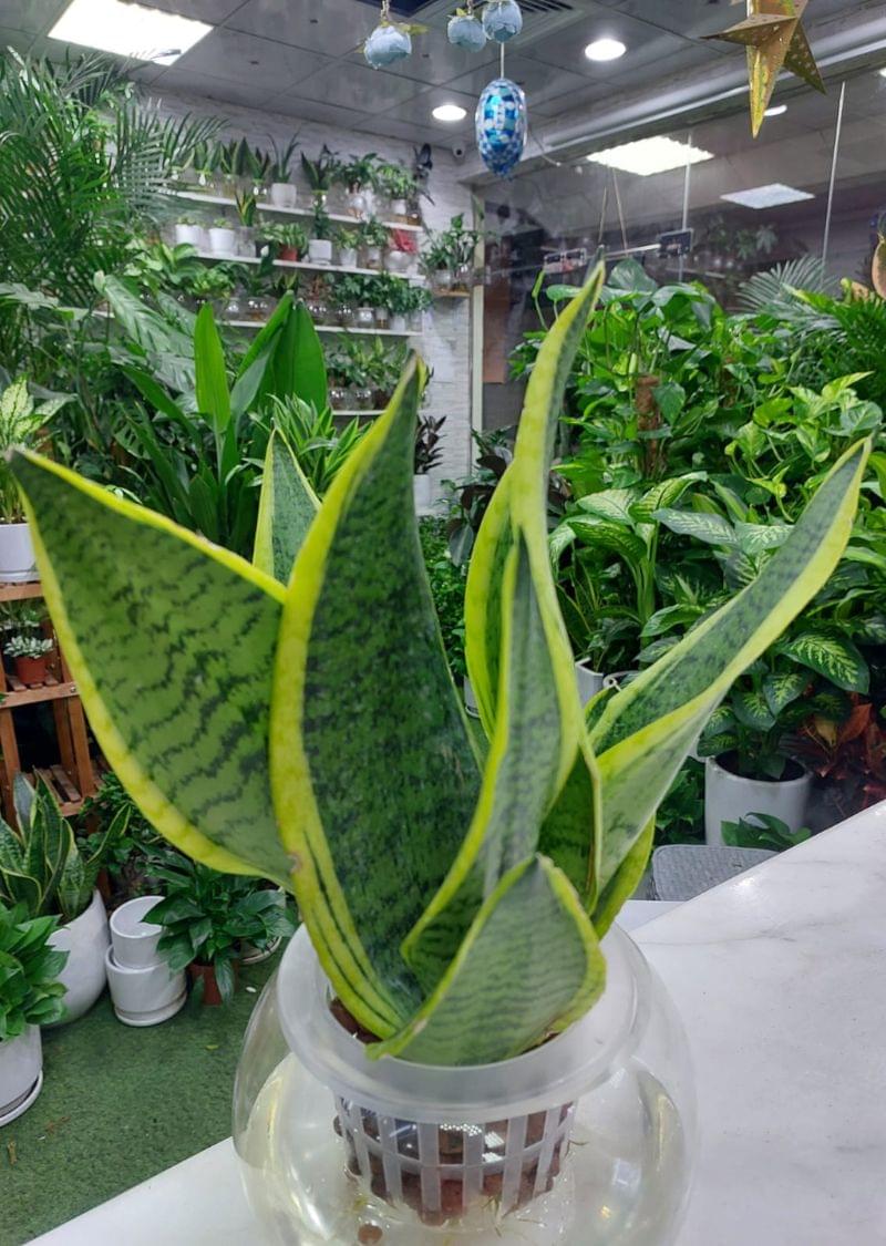 Self-Watering Snake Plant(Sanseveria) - Low Maintenance Indoor Plant for Dubai Homes - Image 3