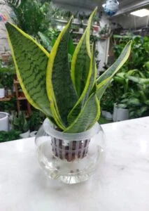 Hydroponic Snake Plant in water β indoor plant UAE in glass vase