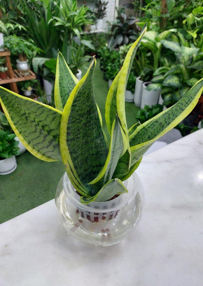 Self-Watering Snake Plant(Sanseveria) - Low Maintenance Indoor Plant for Dubai Homes - Image 2