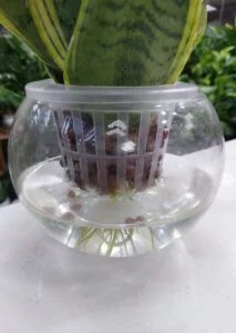Hydroponic Snake Plant in water β indoor plant UAE in glass vase