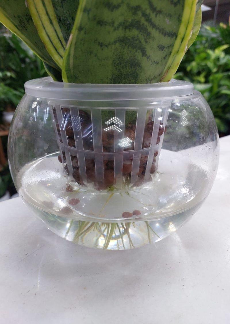 Hydroponic Snake Plant in water – indoor plant UAE in glass vase