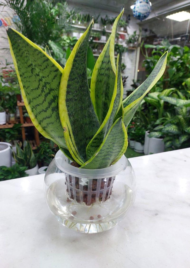 Water Snake Plant in vase with white stones – home decor plant UAE