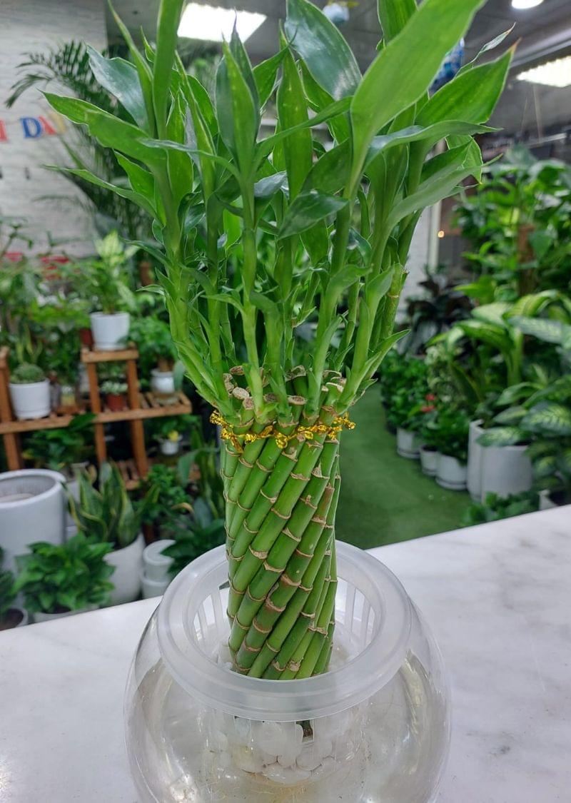 Lucky Bamboo Plant in Elegant Glass Vase | Feng Shui Indoor Plant for Good Luck and Prosperity - Image 2