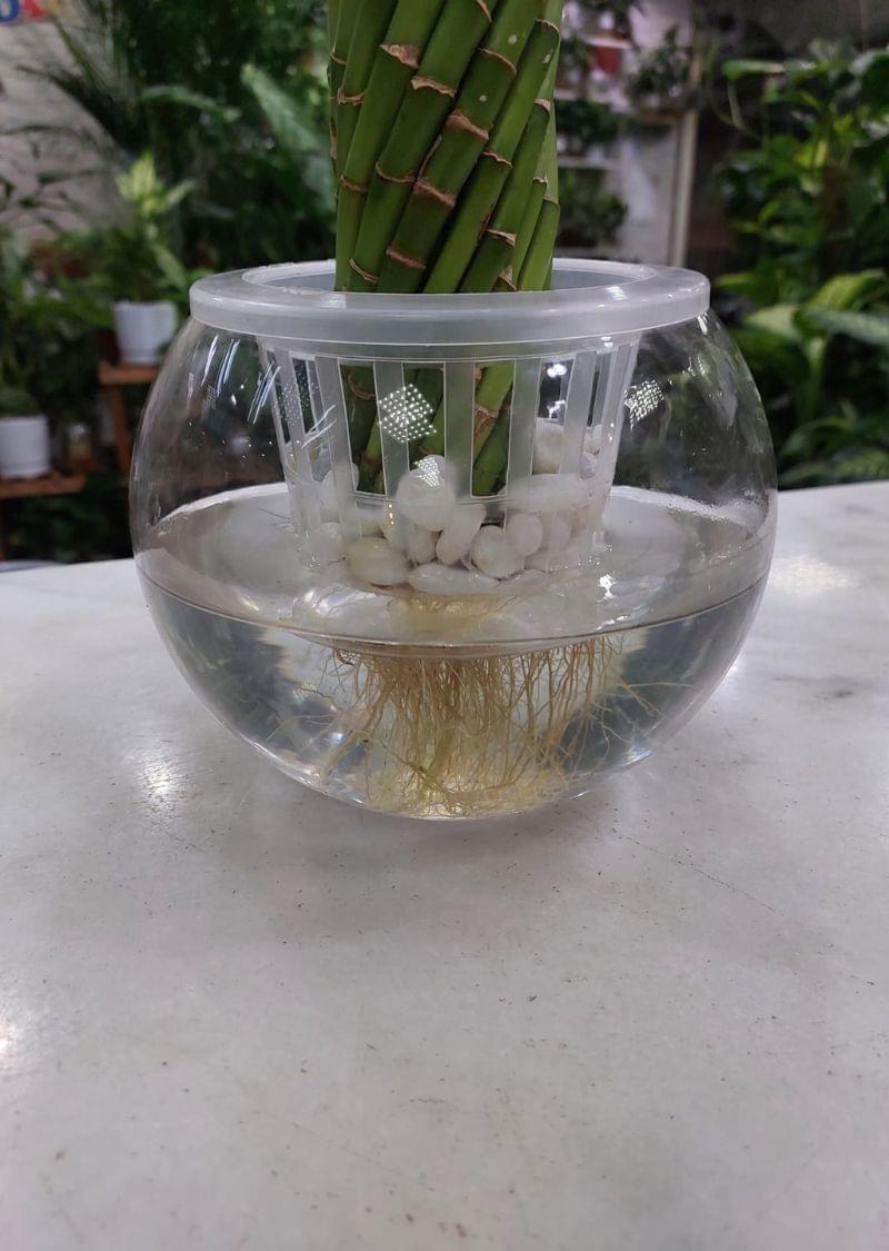 Lucky Bamboo Plant in Elegant Glass Vase | Feng Shui Indoor Plant for Good Luck and Prosperity - Image 3