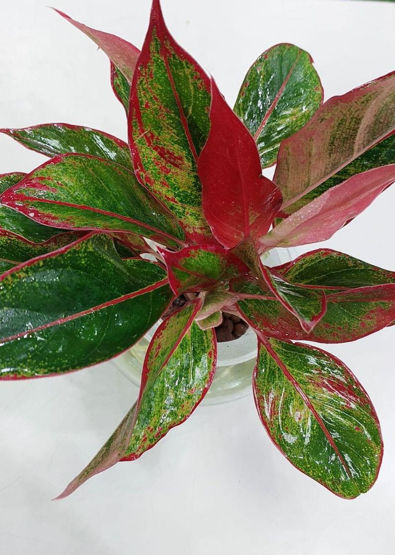 Hydroponic Red Aglaonema - Image 3