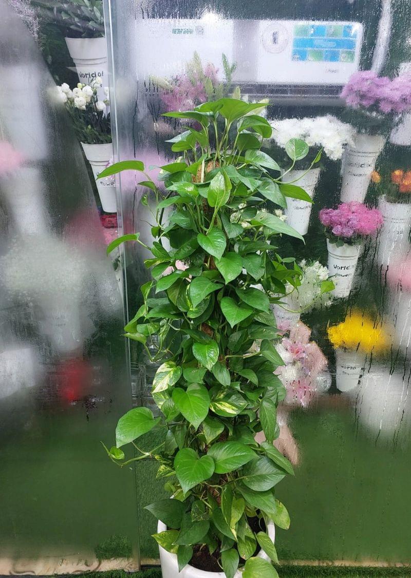 Best Quality Money Plant Indoor | 170CM Dubai - Image 2