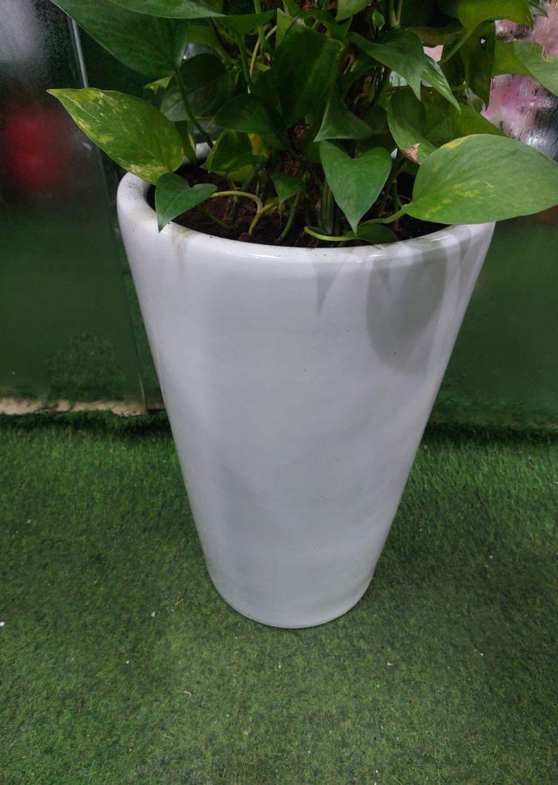 Best Quality Money Plant Indoor | 170CM Dubai - Image 3