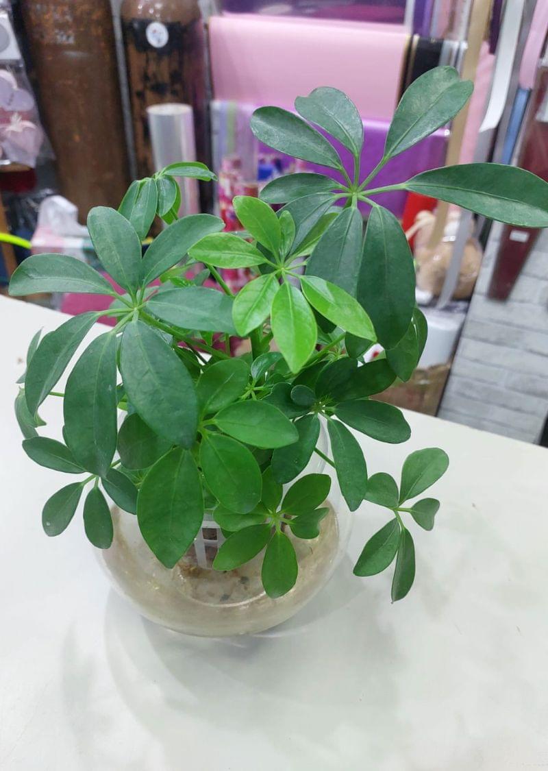 Hydroponic Schefflera Plant - Image 2