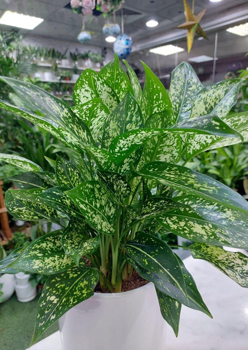 Green Aglaonema Plant - Image 3