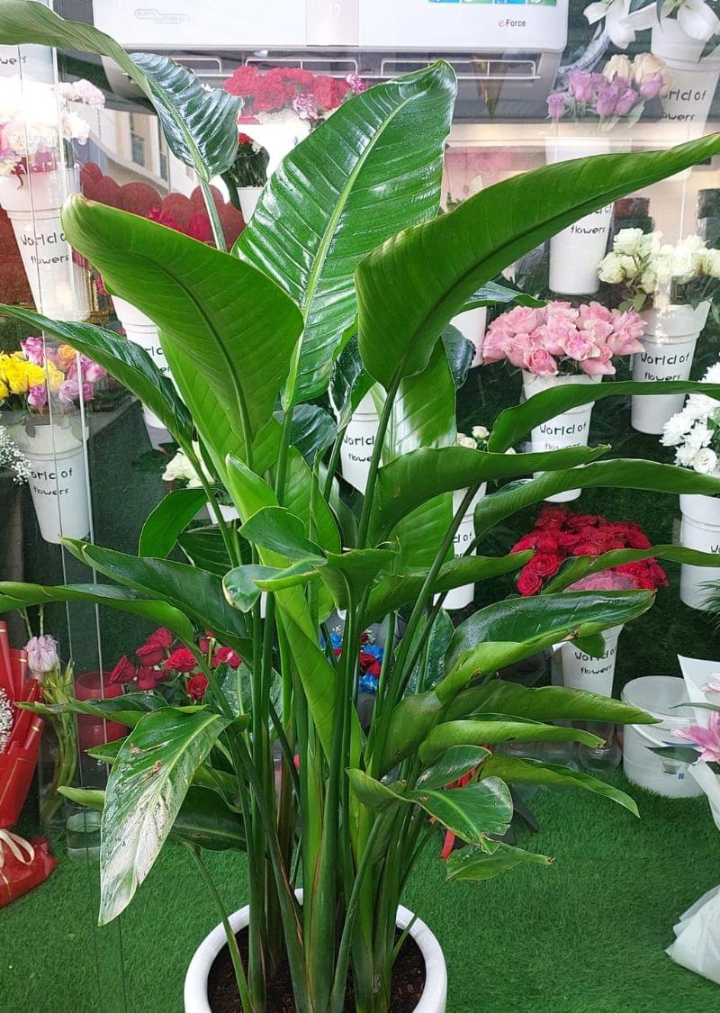 Bird of Paradise Plant - Indoor Tropical Plant Dubai - Image 2