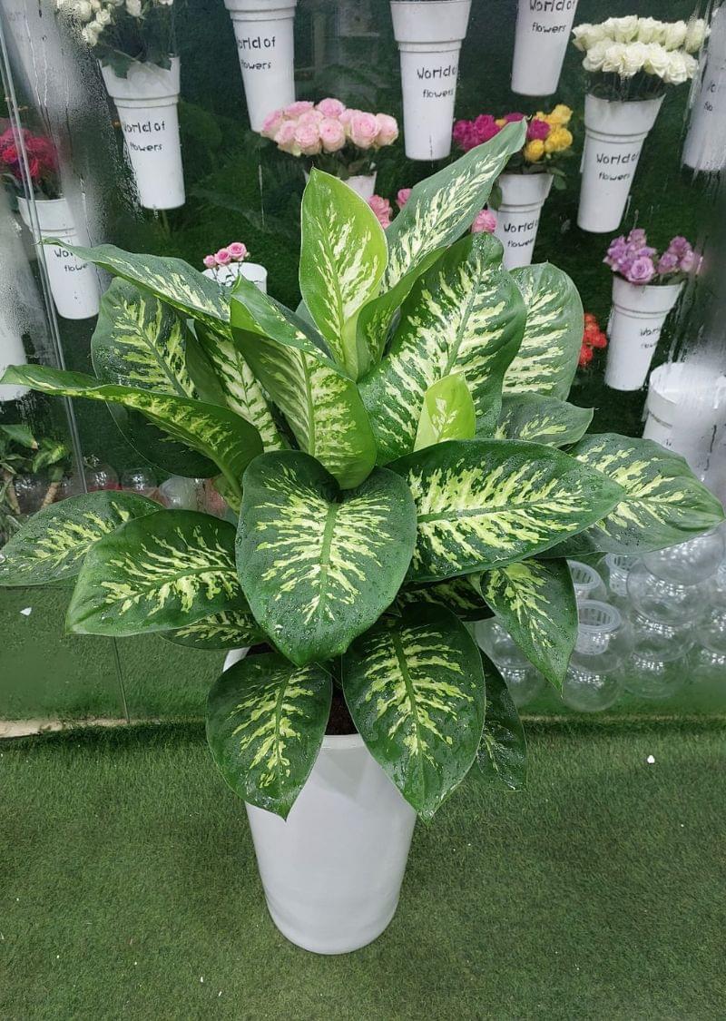 Healthy Dieffenbachia Plant in a Pot