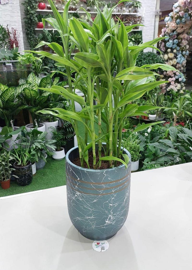 Dracaena Reflexa Plant - Indoor Decorative Houseplant.