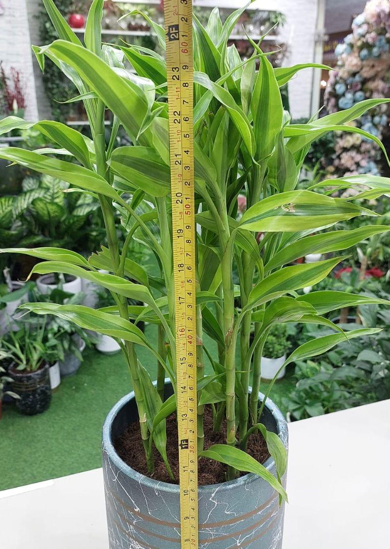 Dracaena Reflexa Plant - Indoor Plant for Sale