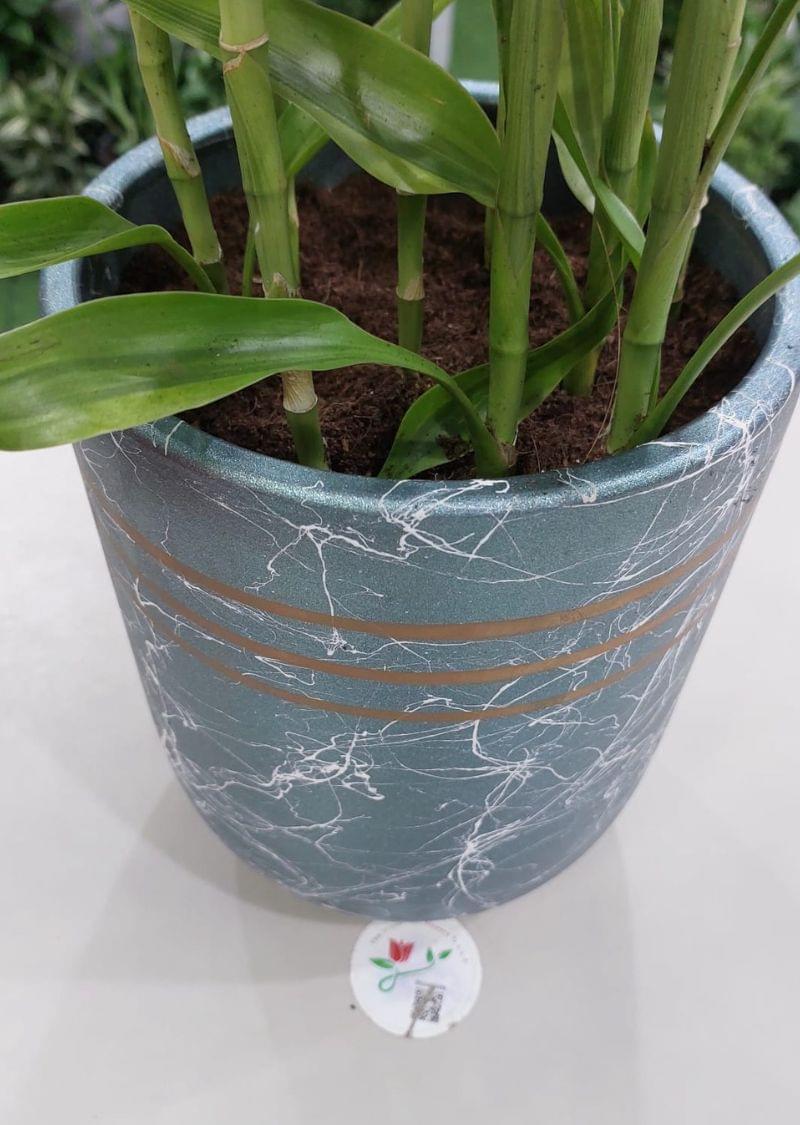 Dracaena Reflexa Plant - Indoor Plant for Sale