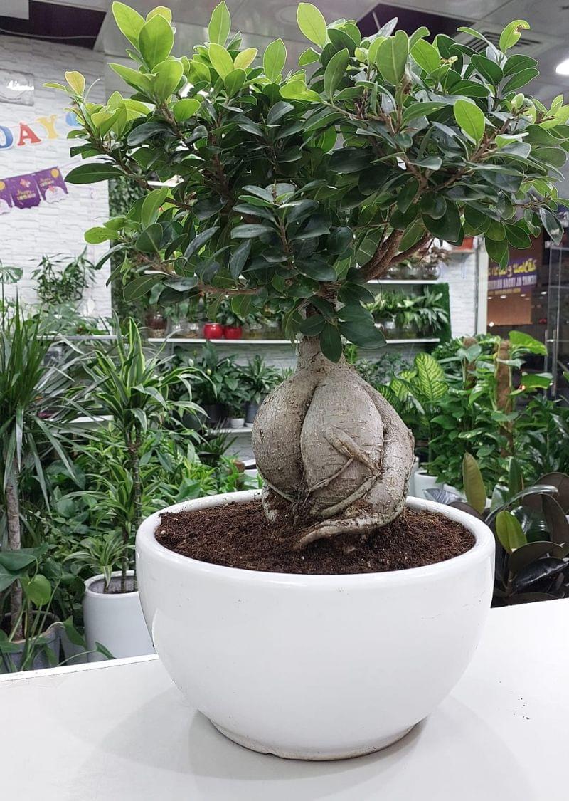60cm Ficus Bonsai Plant | Elegant Indoor Greenery - Image 2