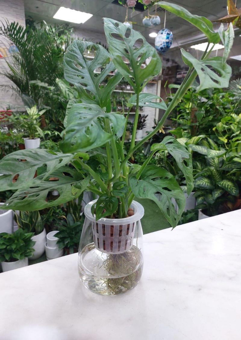 Hydroponic Monstera Adansonii Indoor Plant - Ideal for Modern Homes - Image 2