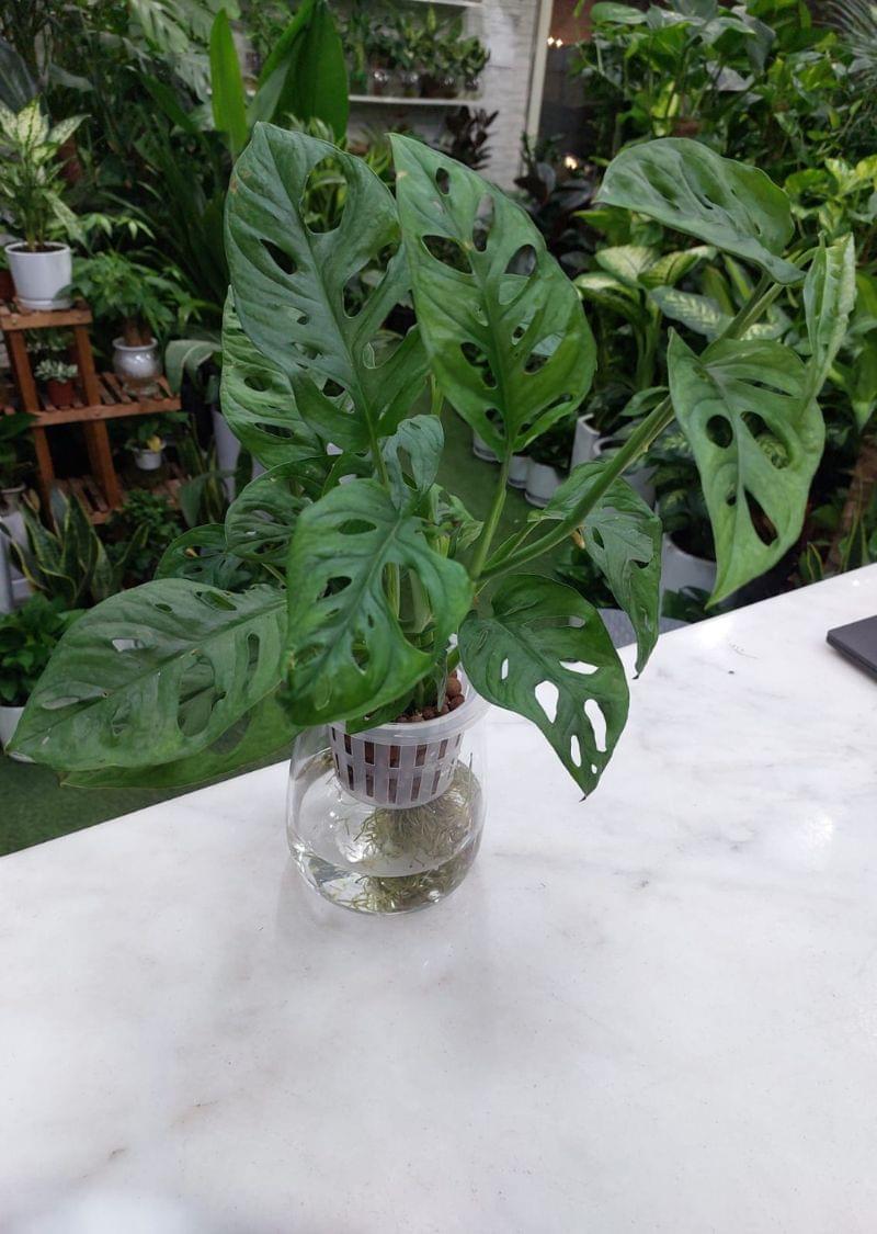 Hydroponic Monstera Adansonii Indoor Plant - Ideal for Modern Homes - Image 3