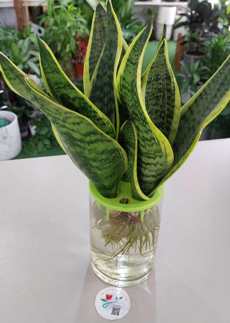 Hydroponic Snake Plant | Modern Indoor Greenery - Image 2