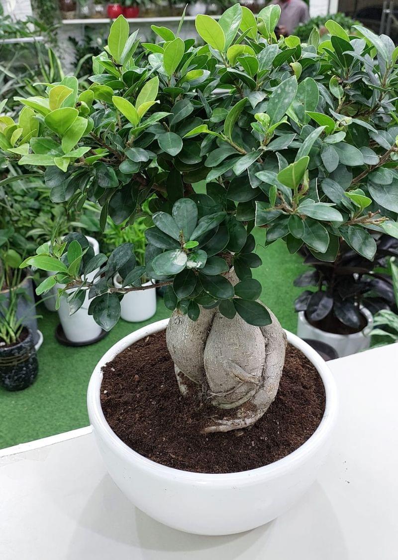 60cm Ficus Bonsai Plant | Elegant Indoor Greenery - Image 3