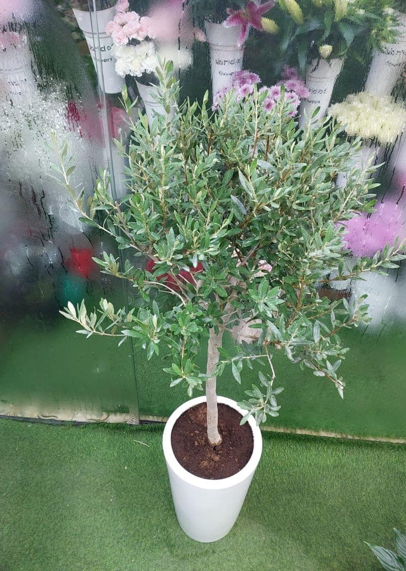 Indoor Olive Tree - Lush Mediterranean Elegance for Your Home - Image 2