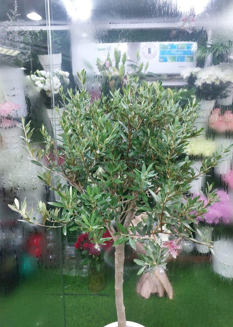 Indoor Olive Tree - Lush Mediterranean Elegance for Your Home - Image 3