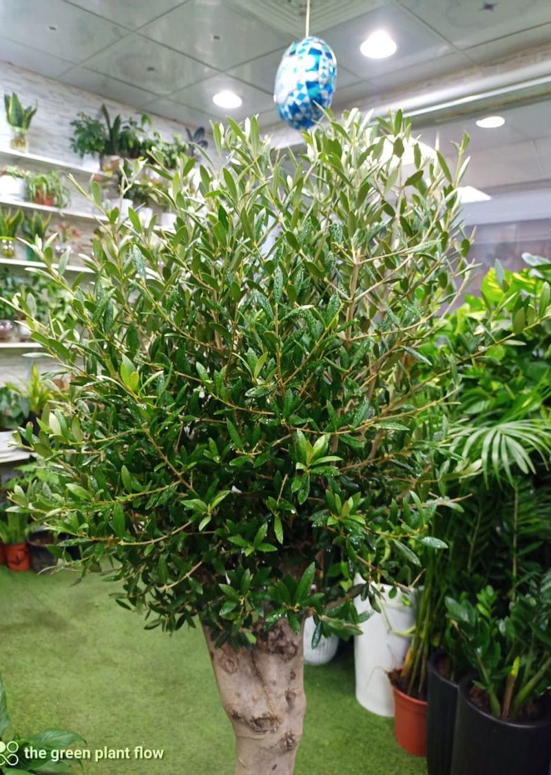 Olive Tree Plant - Image 2